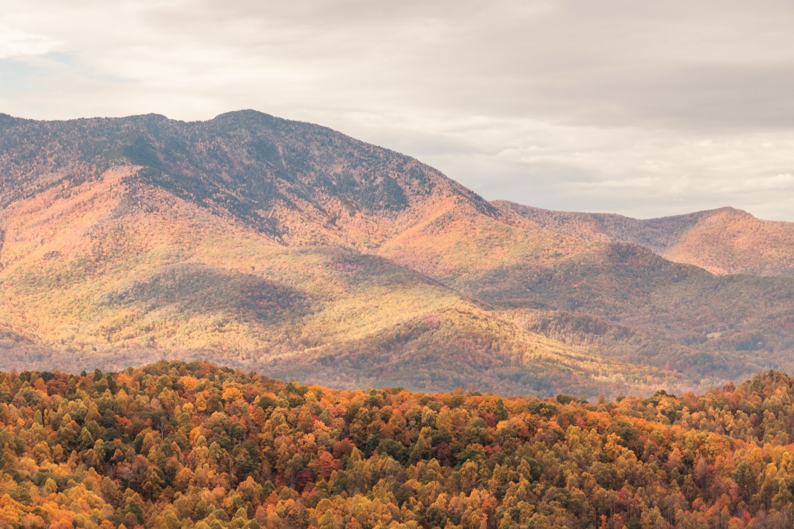 Autumn color sweeping across the ridges of the Great Smoky Mountains
